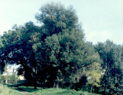 Lecci (Parco Superiore)