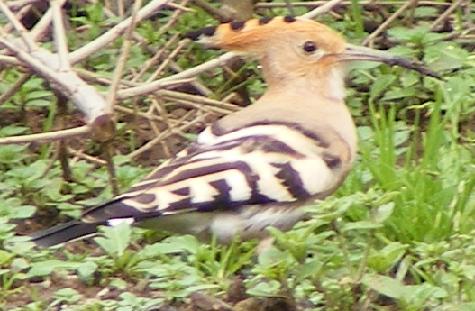 Upupa, uccello migratore (Parco Superiore)